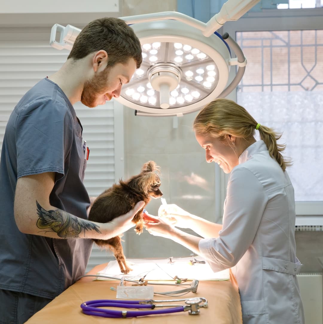 Smetti di gestire le visite veterinarie tra telefonate, messaggi e agenda.